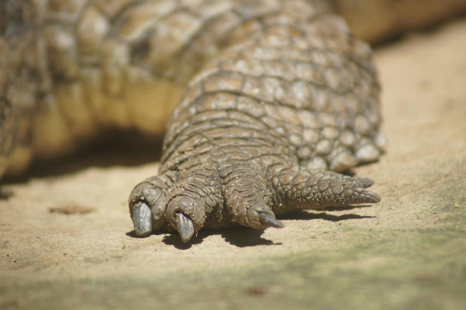 Freshwater crocodile foot detail
