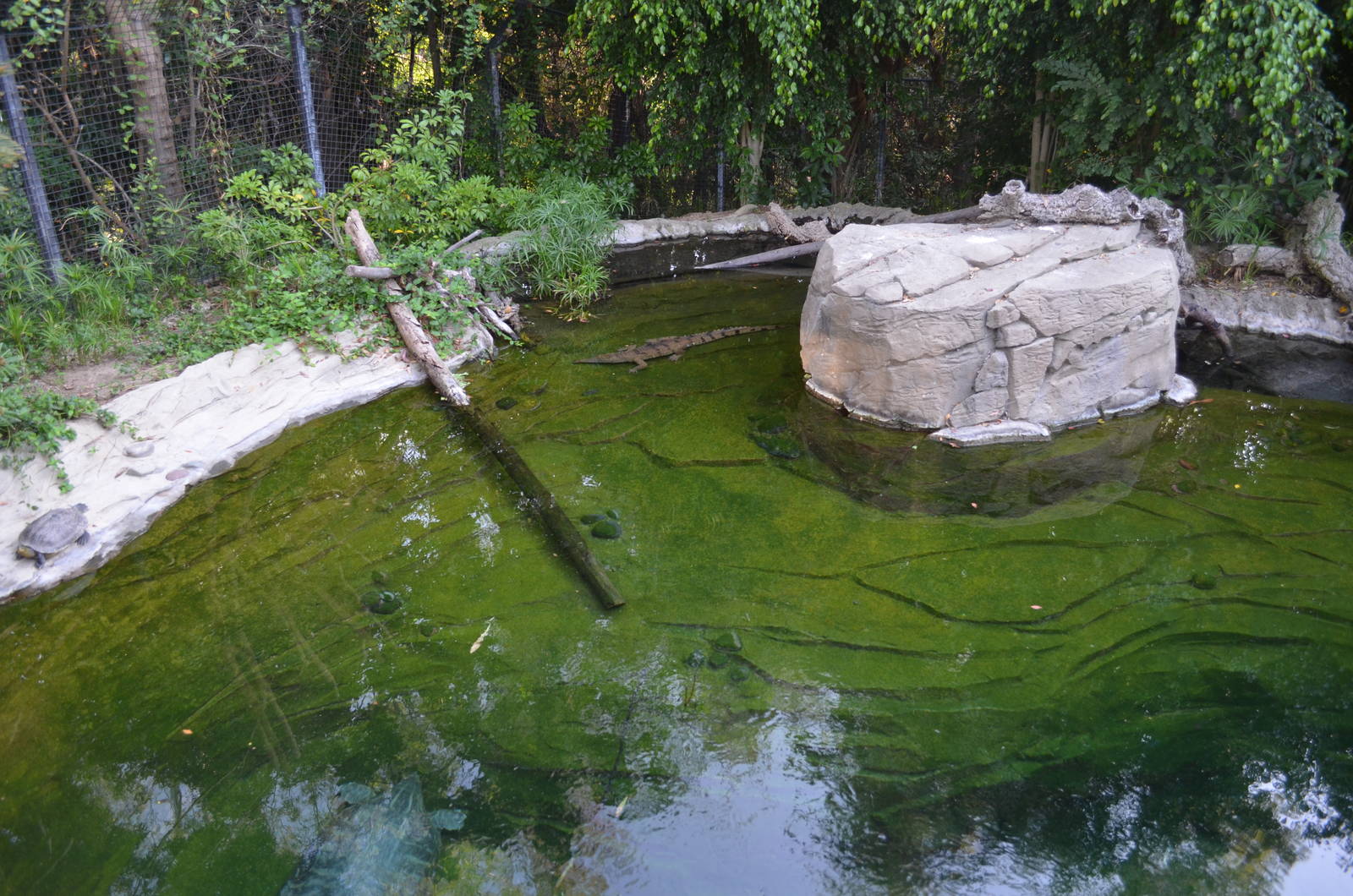 Freshwater Crocodile Habitat