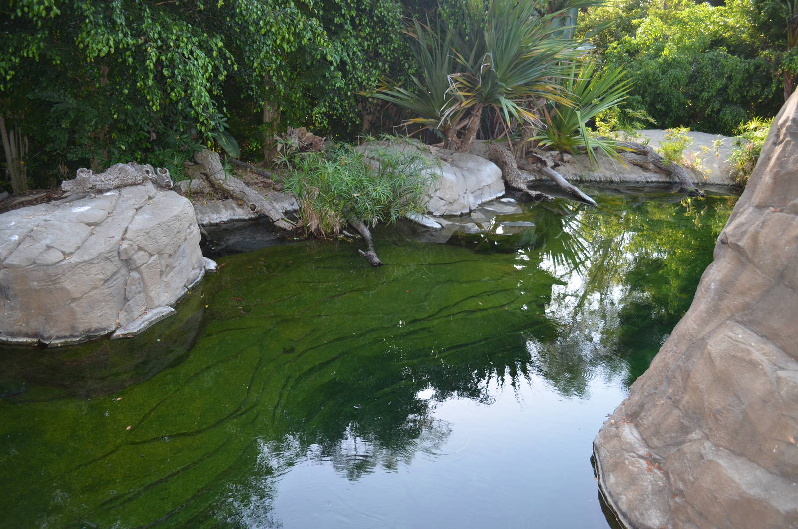 Freshwater Crocodile Habitat