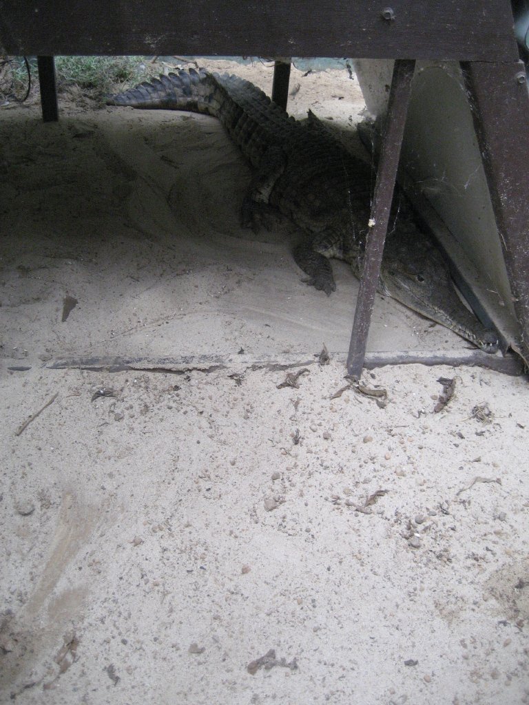 Freshwater Crocodile in shelter