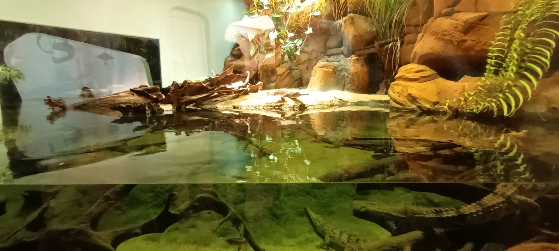 Freshwater Crocodile Palaudarium