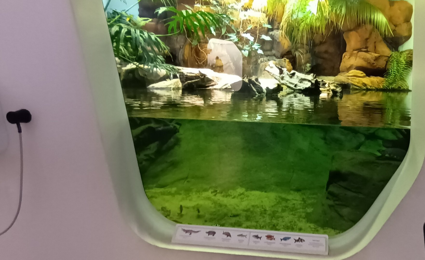 Freshwater Crocodile Palaudarium