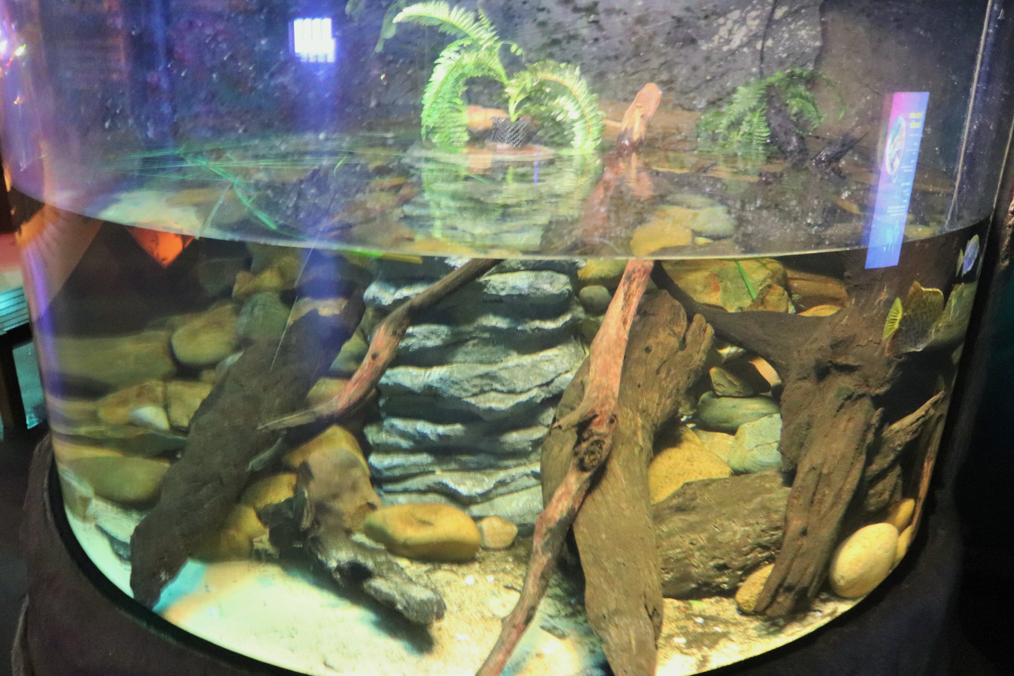 Freshwater Crocodile Tank