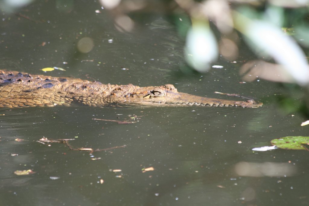 Freshwater Crocodile