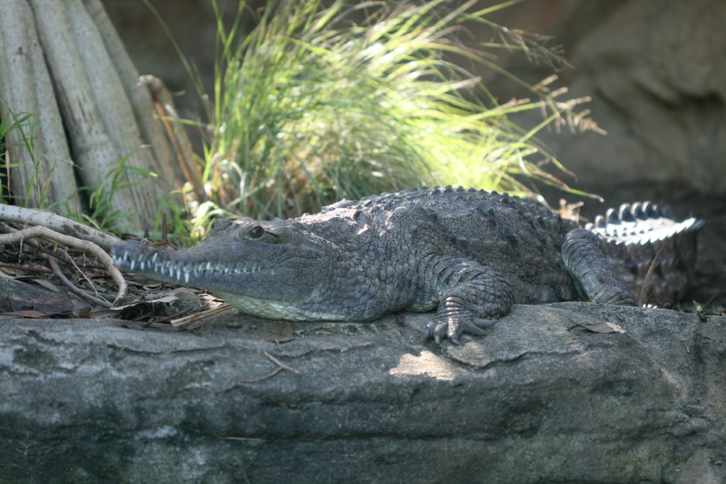 Freshwater Crocodile