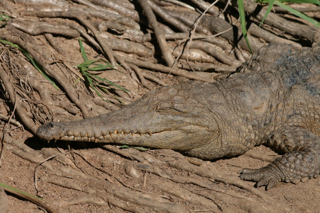 Freshwater Crocodile