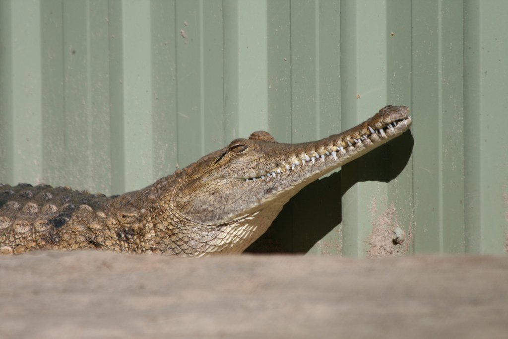 Freshwater Crocodile