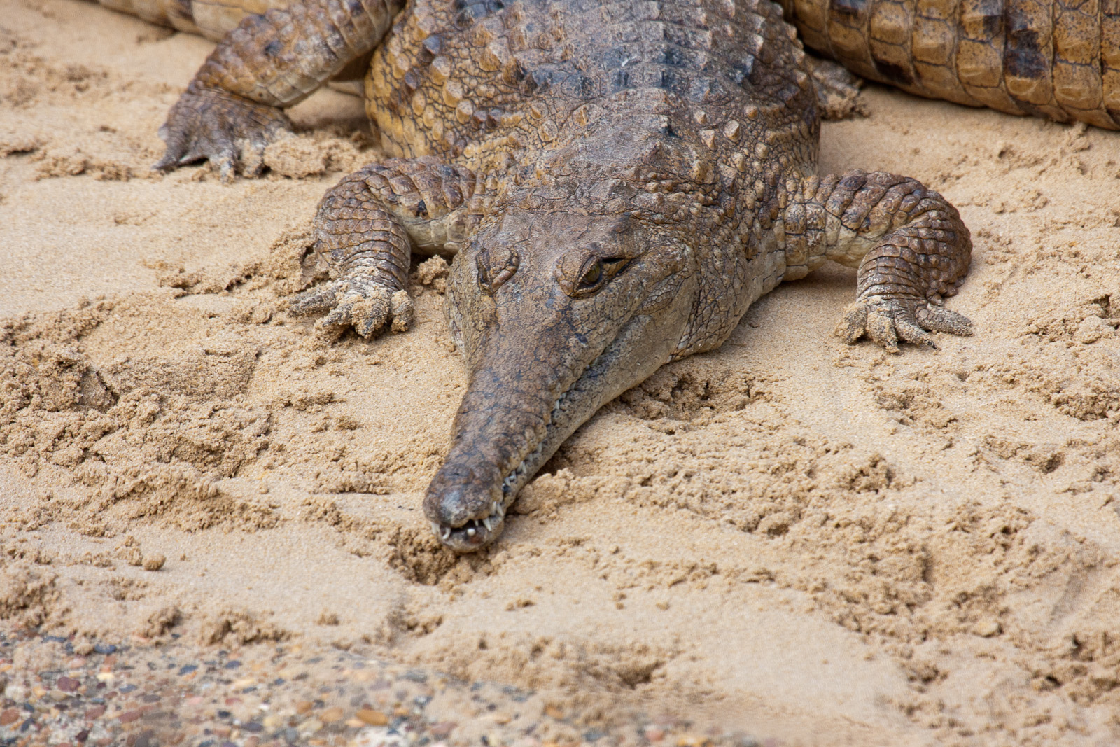 Freshwater Crocodile