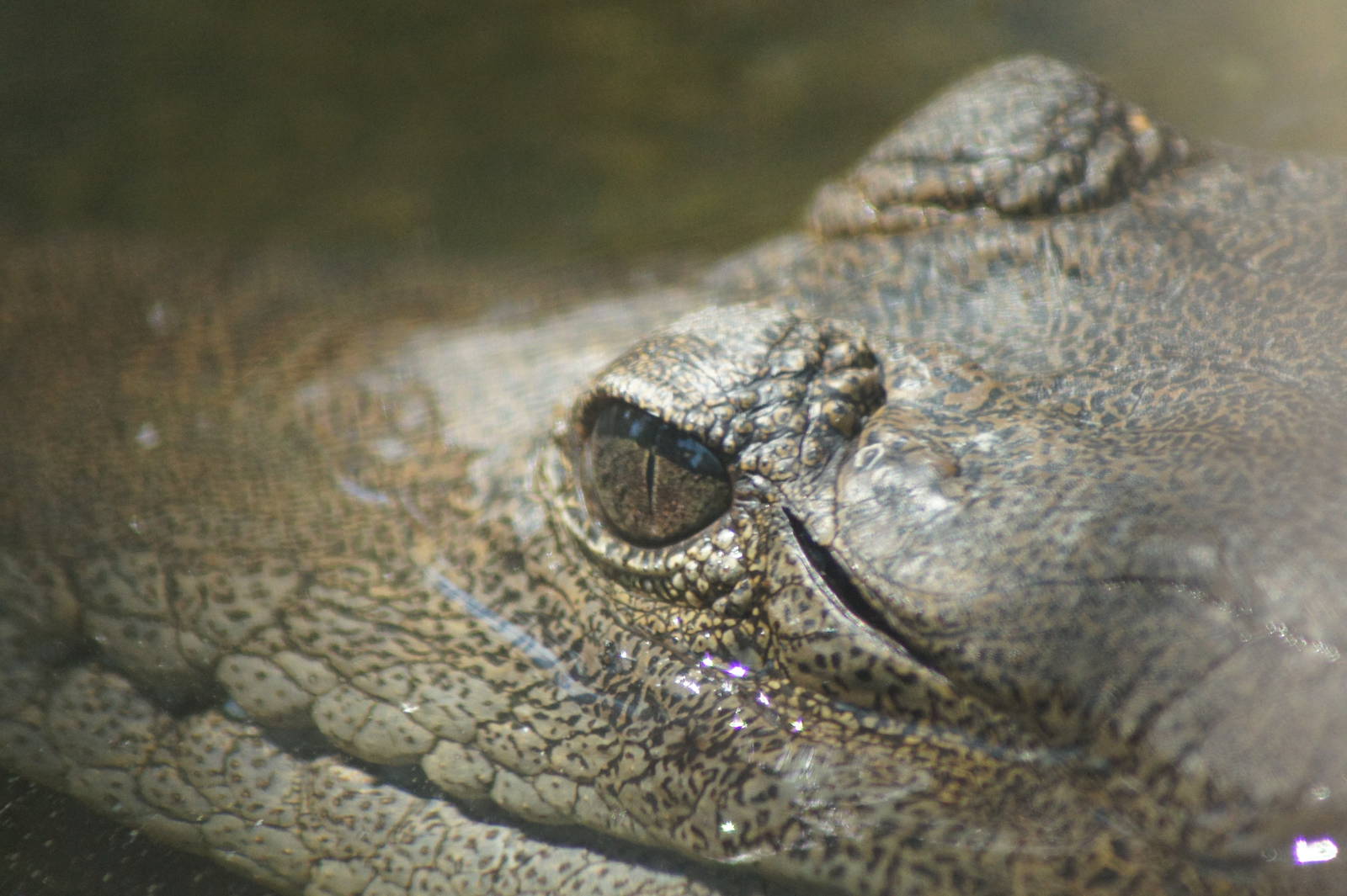 Freshwater Crocodile