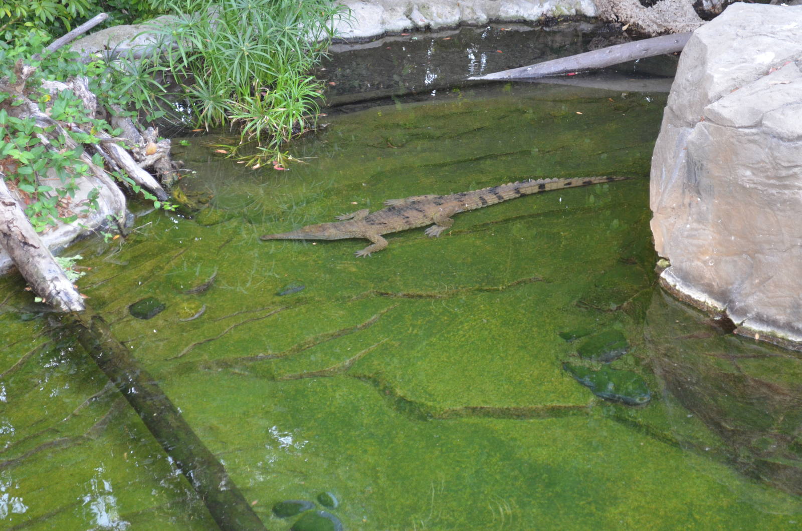 Freshwater Crocodile