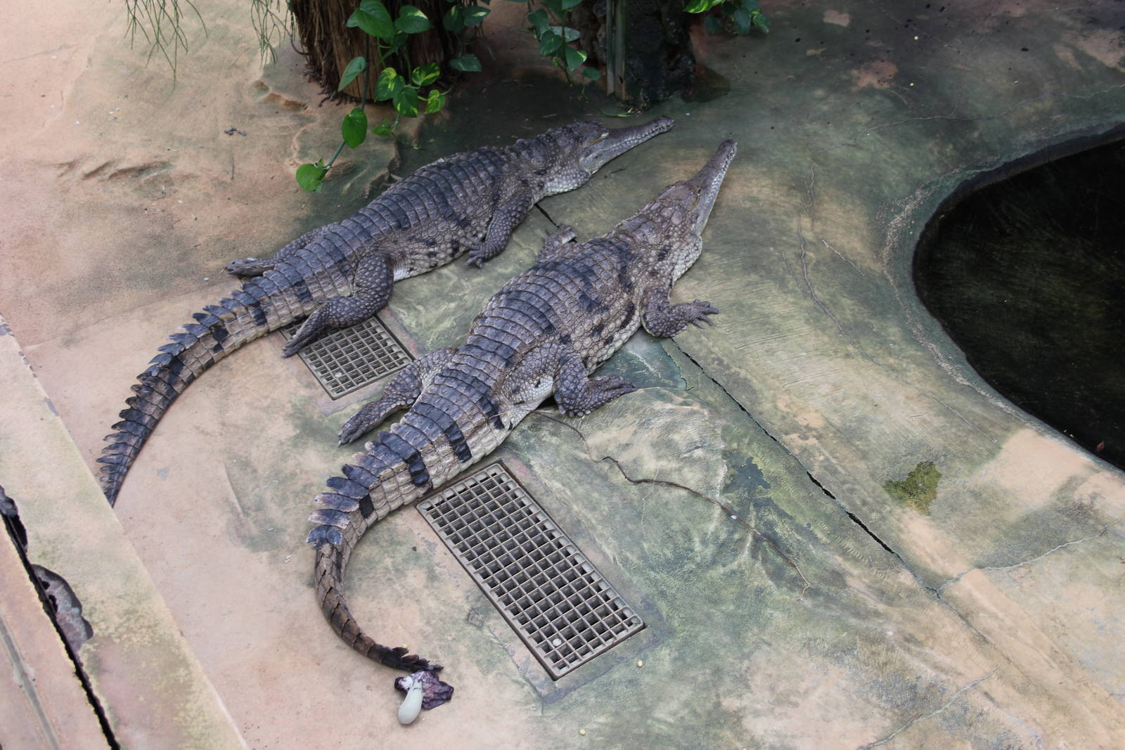 Freshwater crocodile