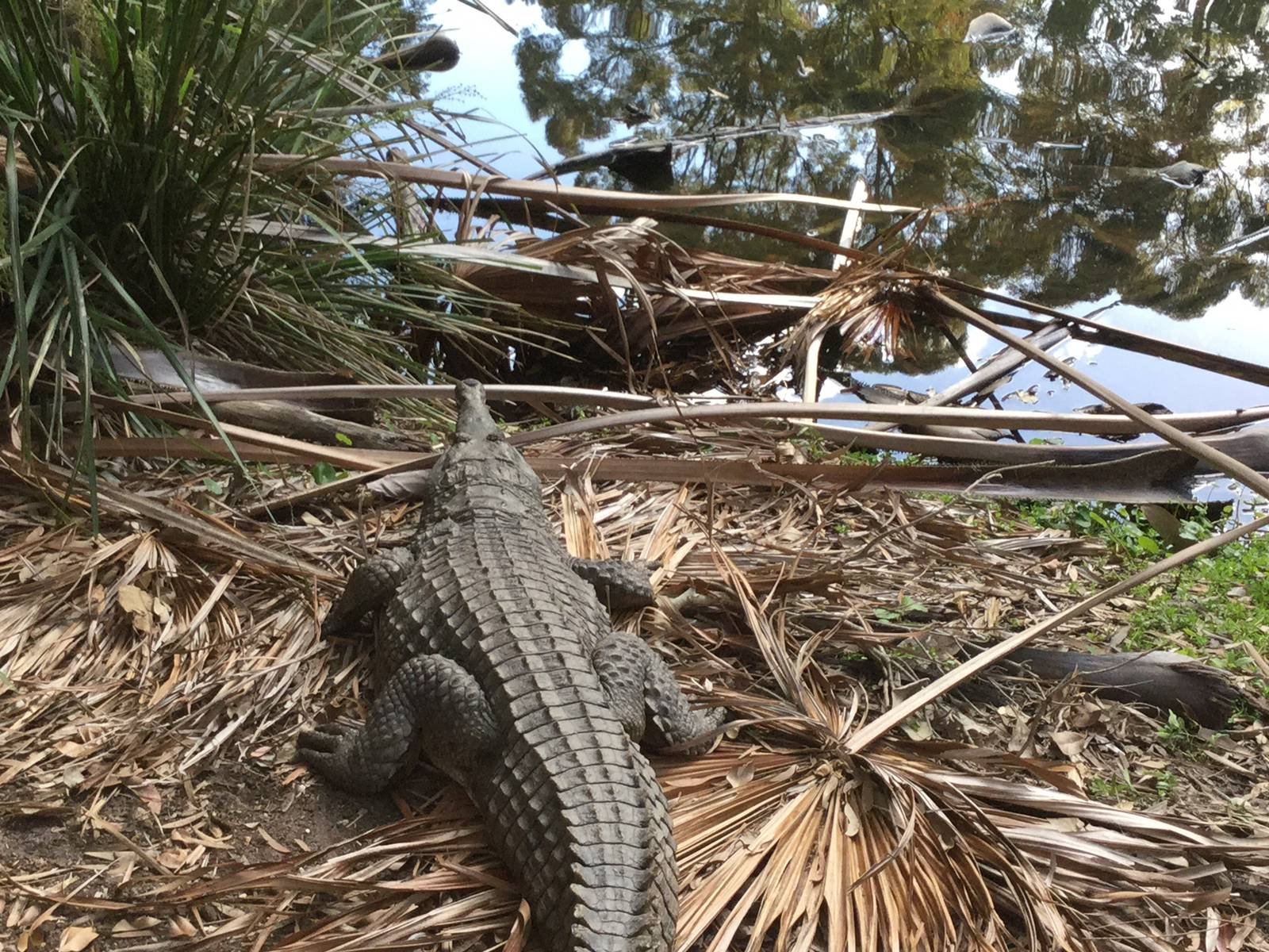Freshwater crocodile
