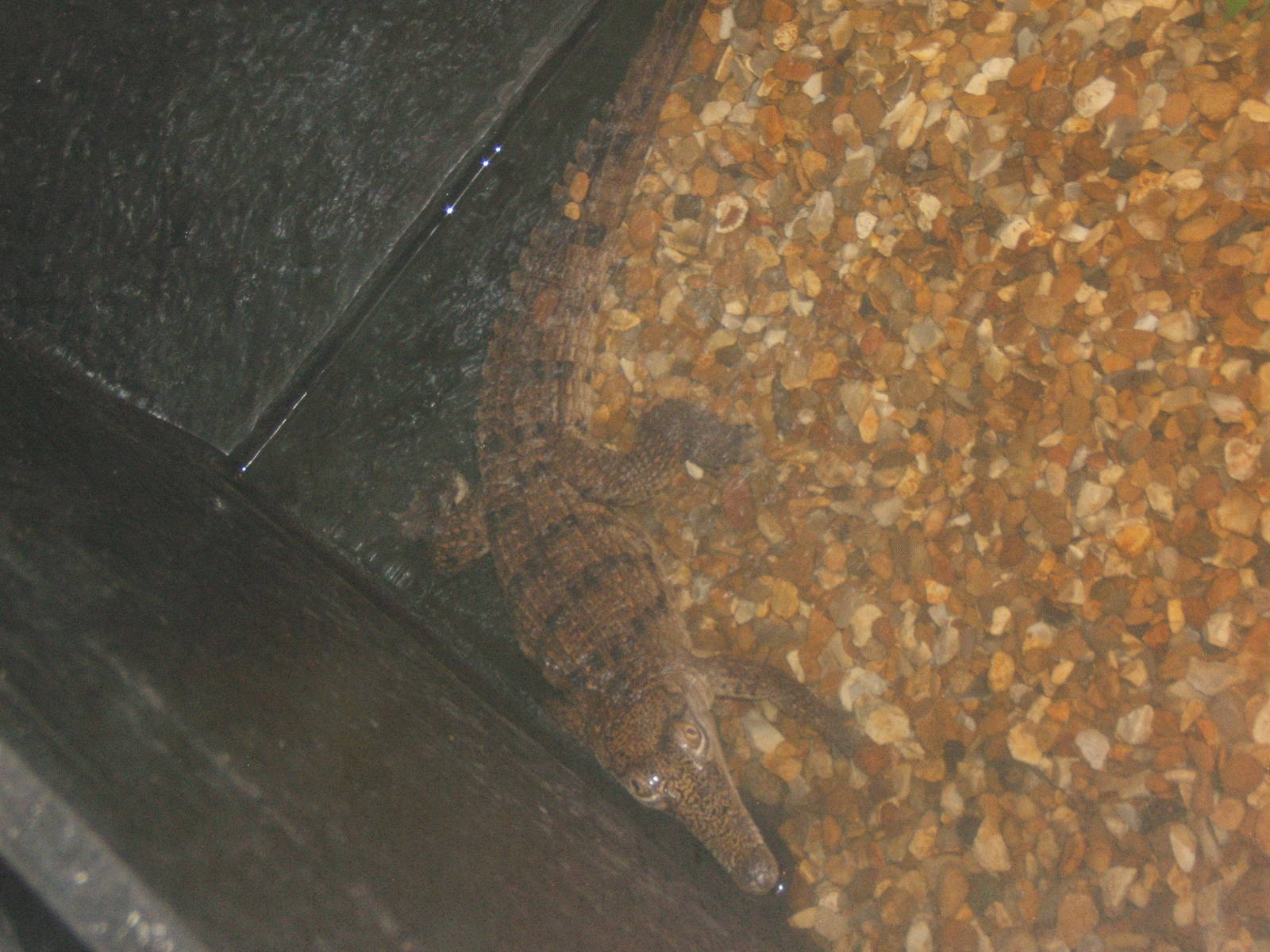 Freshwater Crocodile