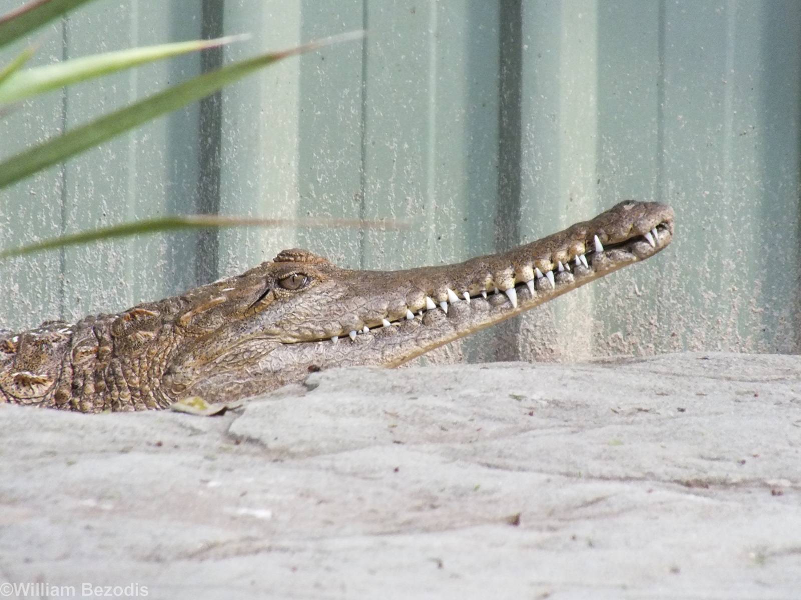 Freshwater Crocodile