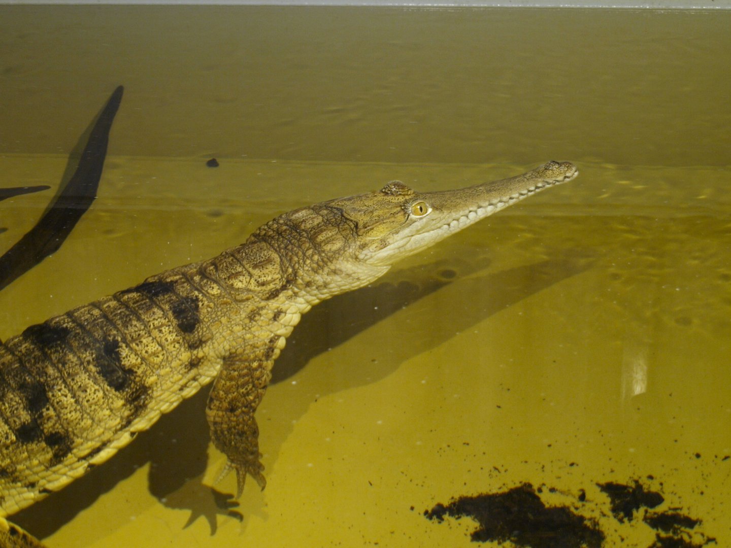 Freshwater crocodile