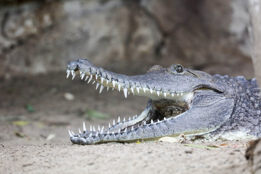 Freshwater Crocodile