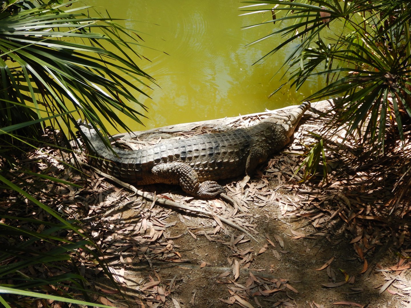 Freshwater Crocodile