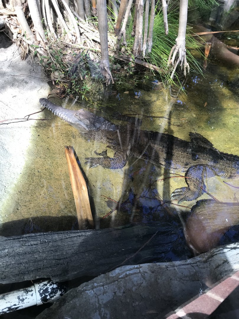 Freshwater Crocodile