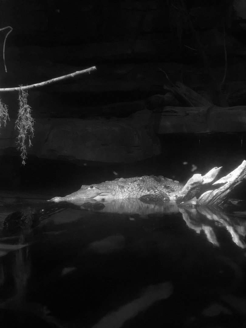 Freshwater crocodile