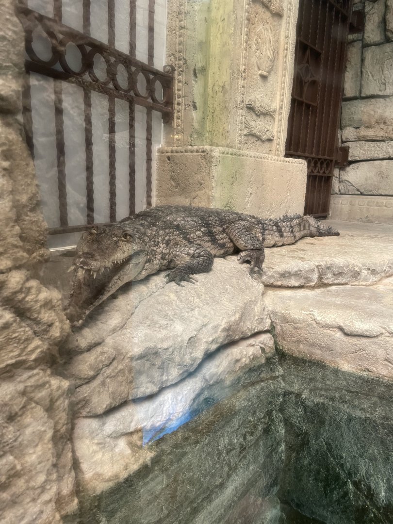 Freshwater Crocodile