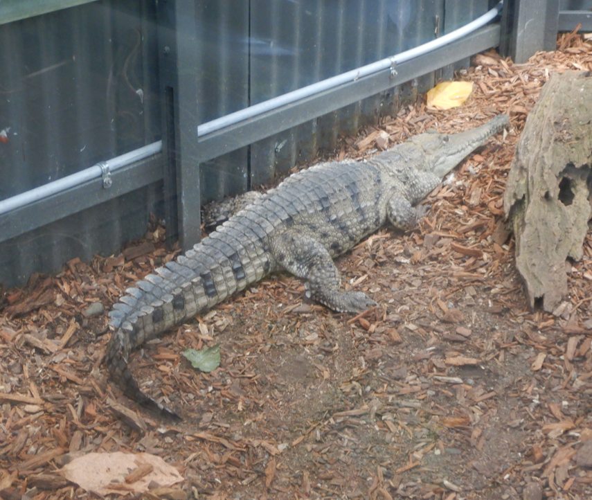 Freshwater Crocodile