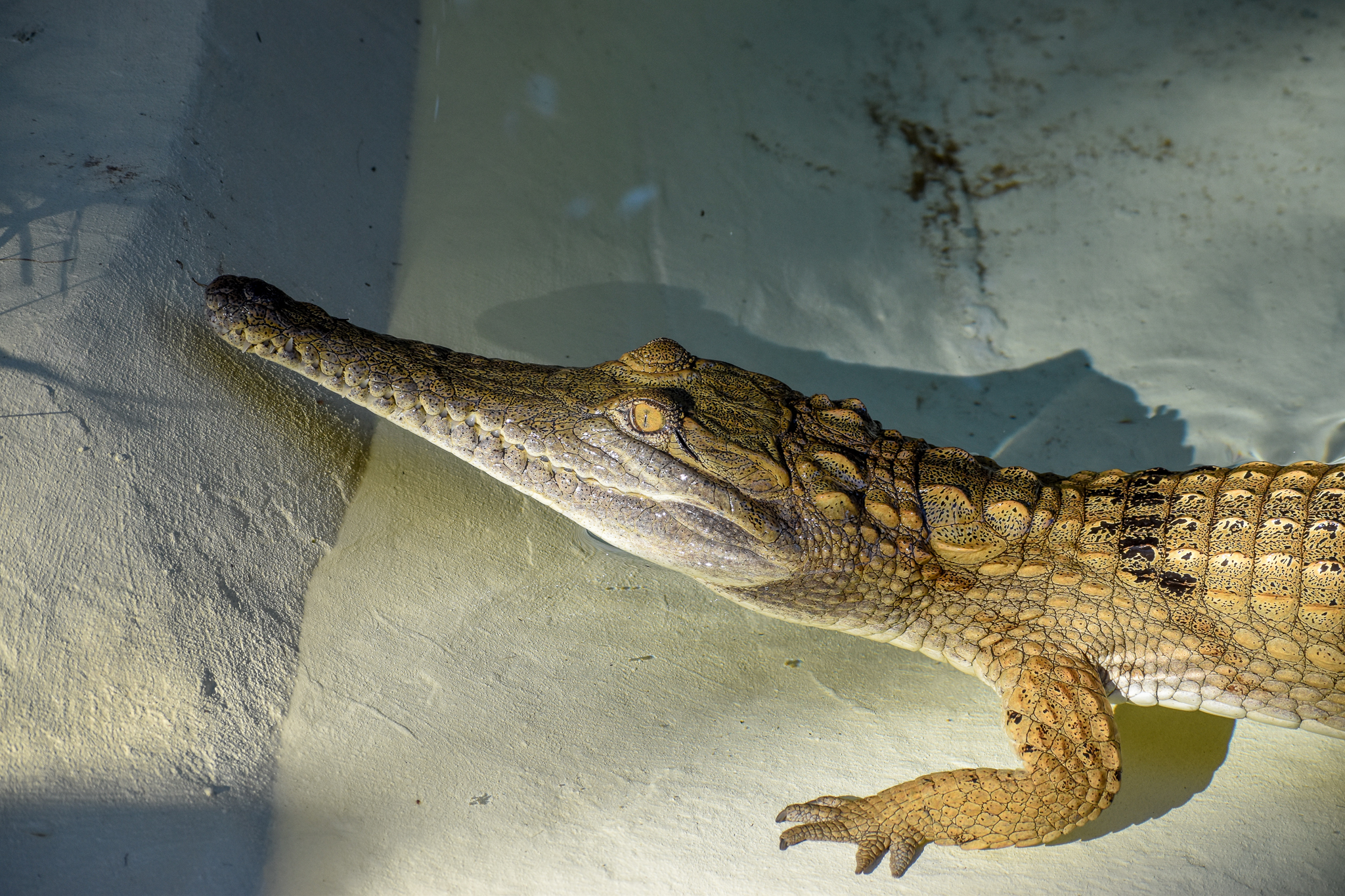 Freshwater Crocodile