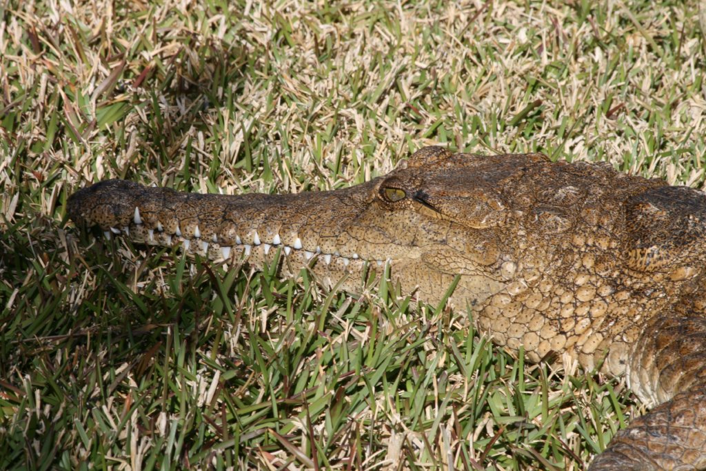 Freshwater Crocodile