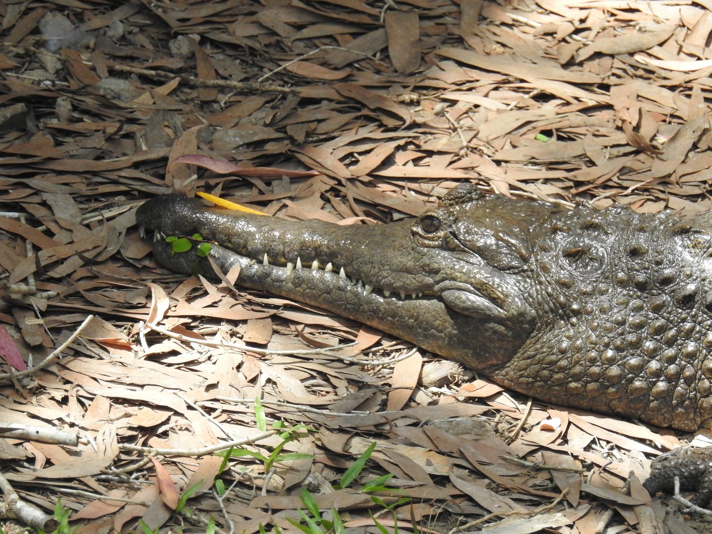 Freshwater Crocodile