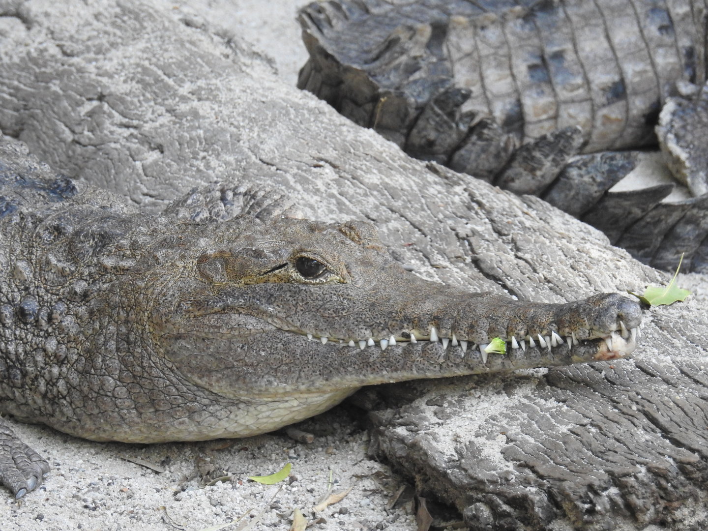 Freshwater Crocodile