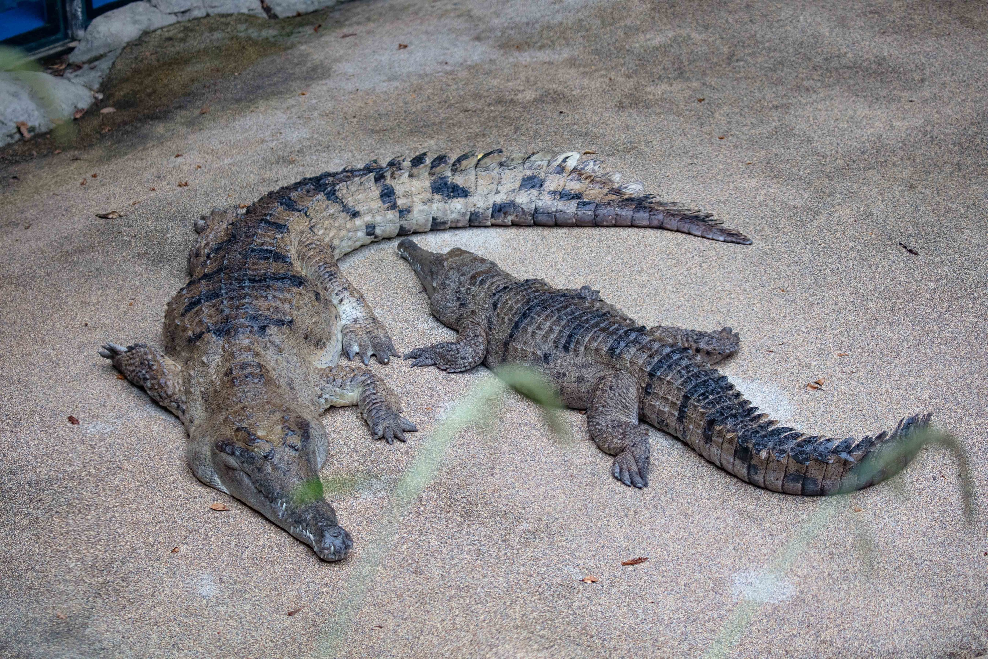 Freshwater Crocodile