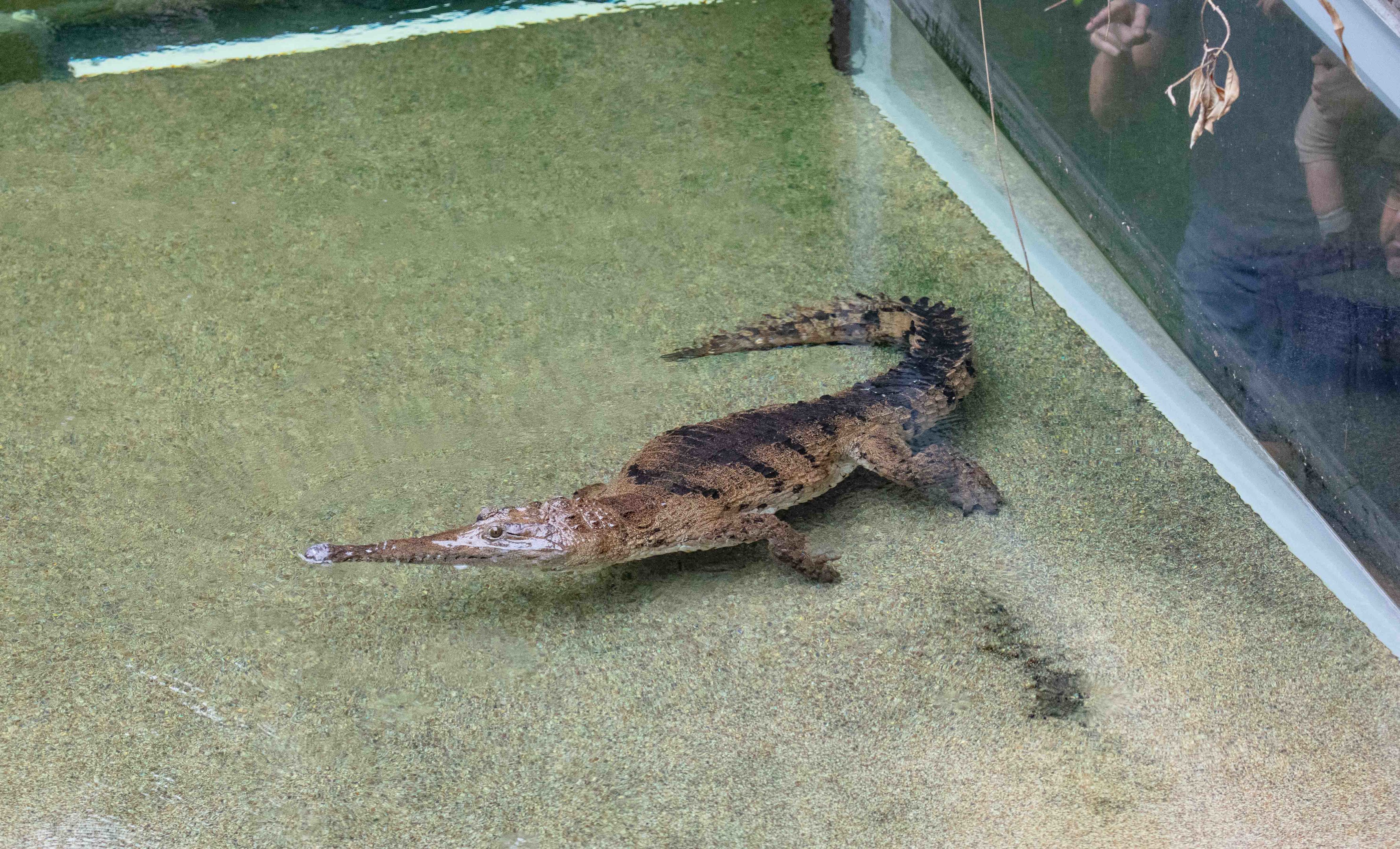 Freshwater Crocodile