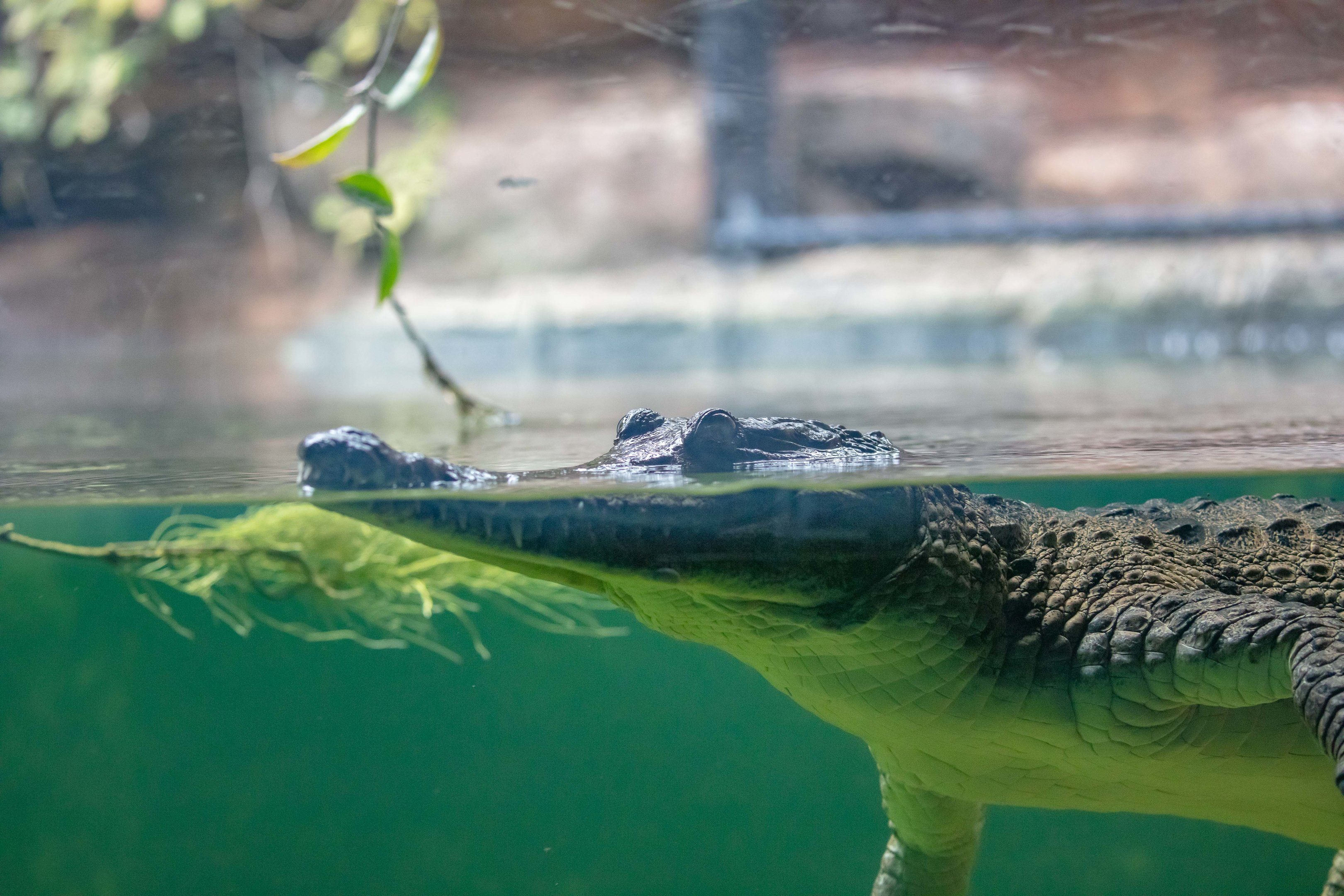 Freshwater Crocodile