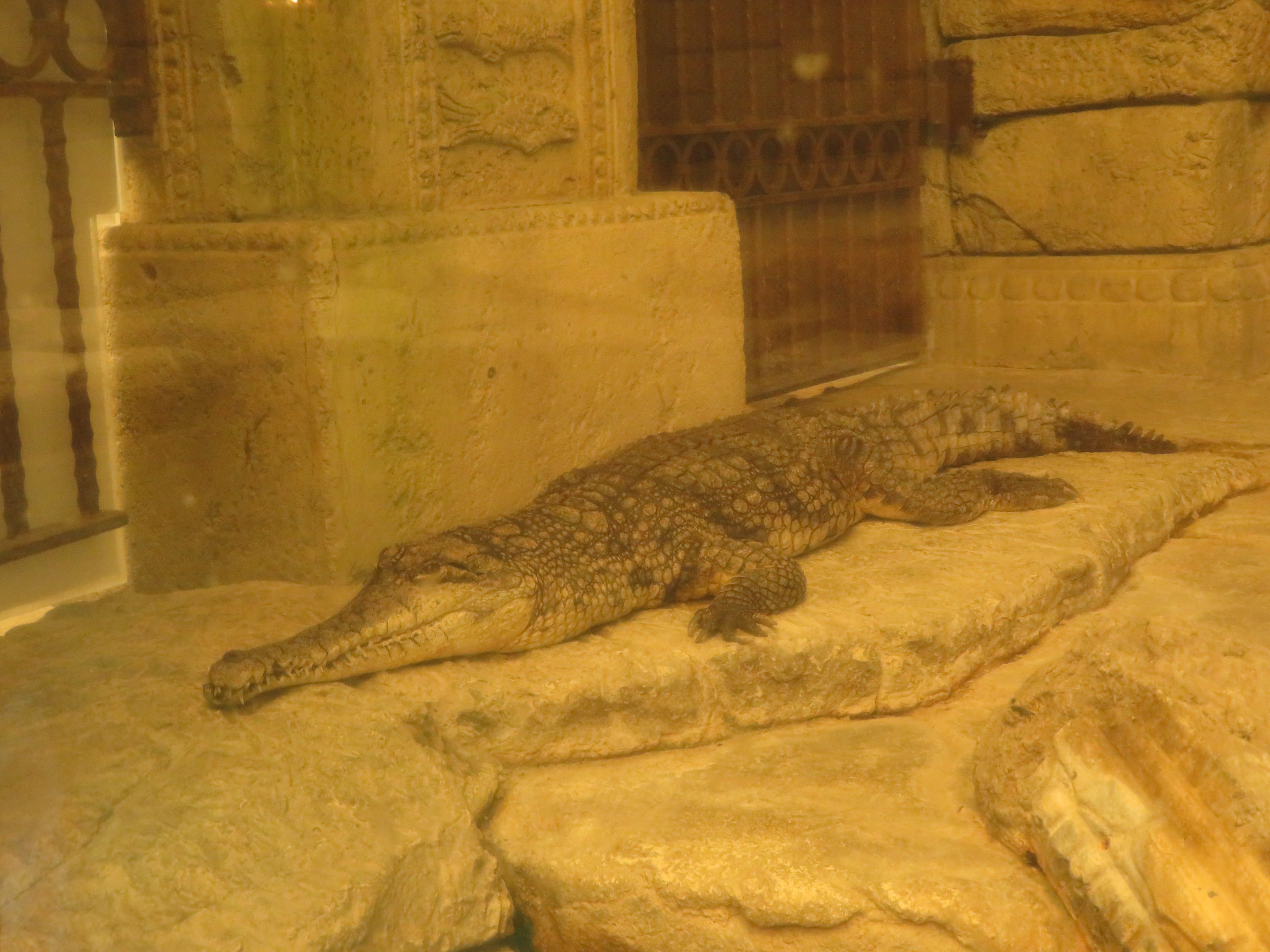 Freshwater Crocodile