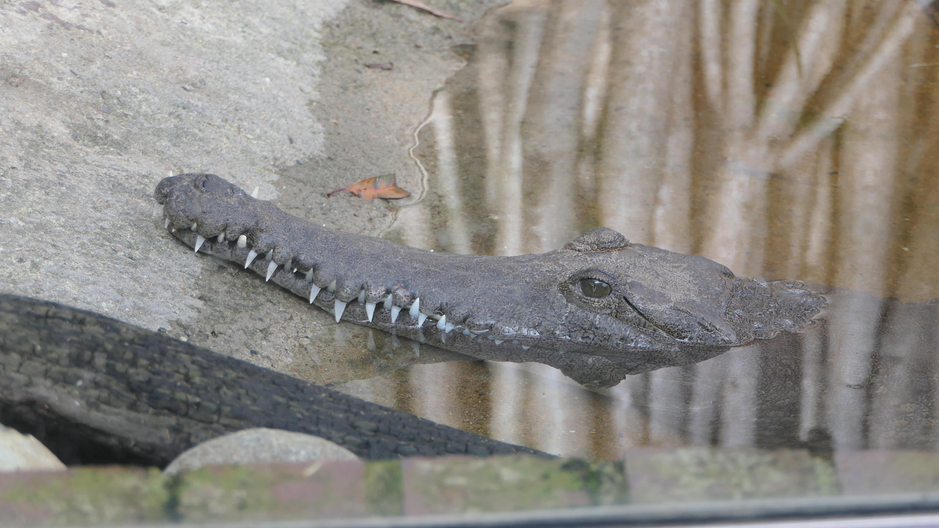 Freshwater Crocodile
