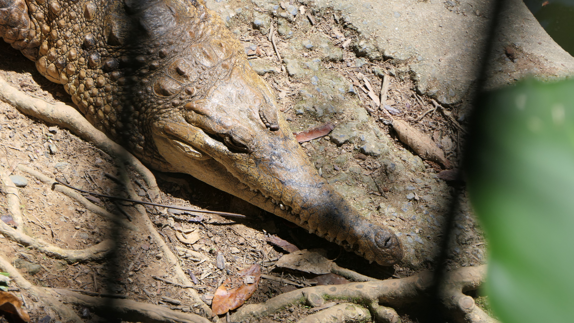 Freshwater Crocodile