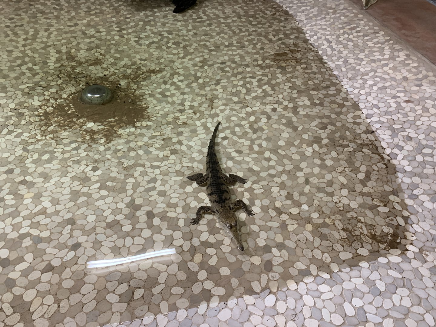 Freshwater Crocodile