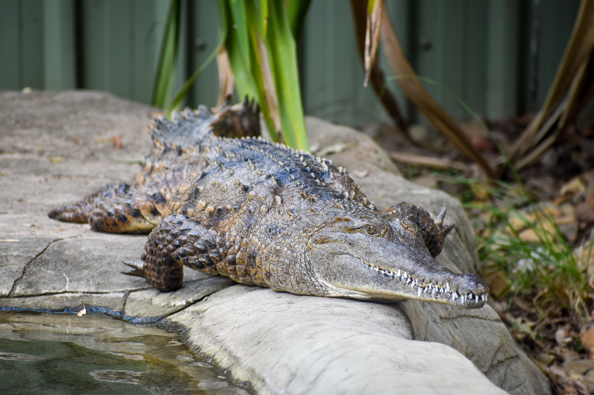 Freshwater Crocodile
