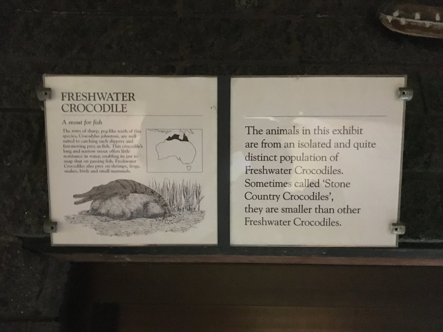 Freshwater Crocodile