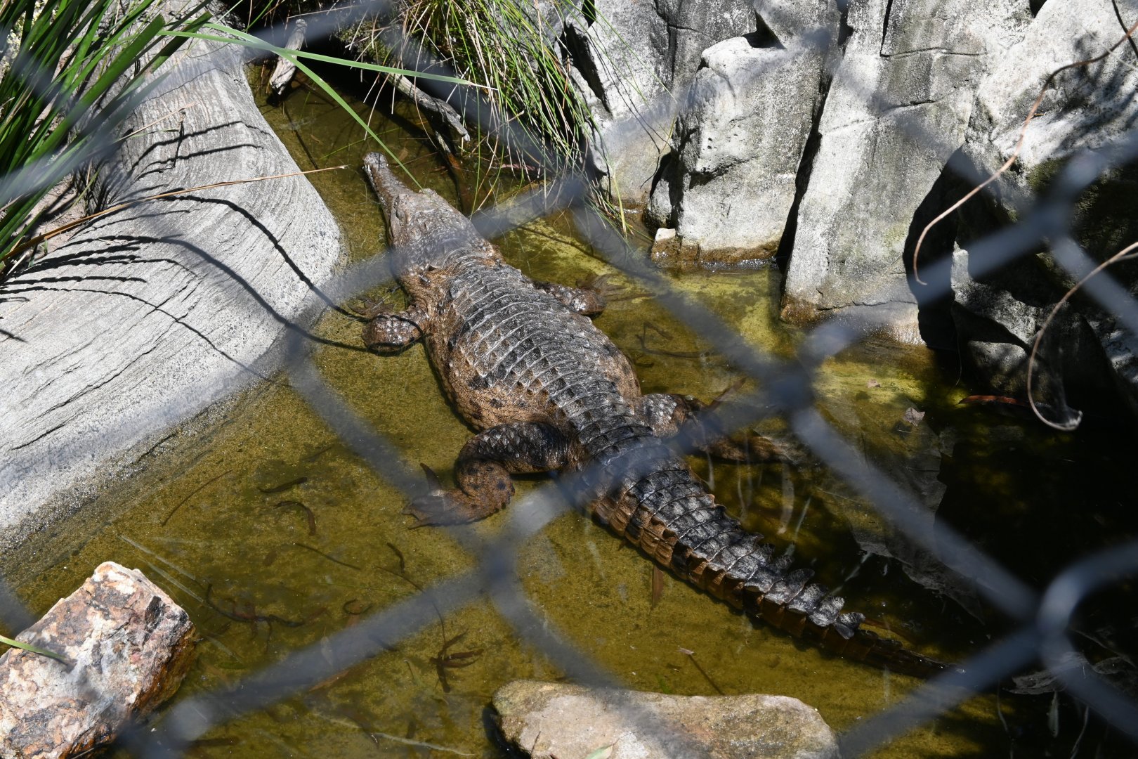 Freshwater Crocodile