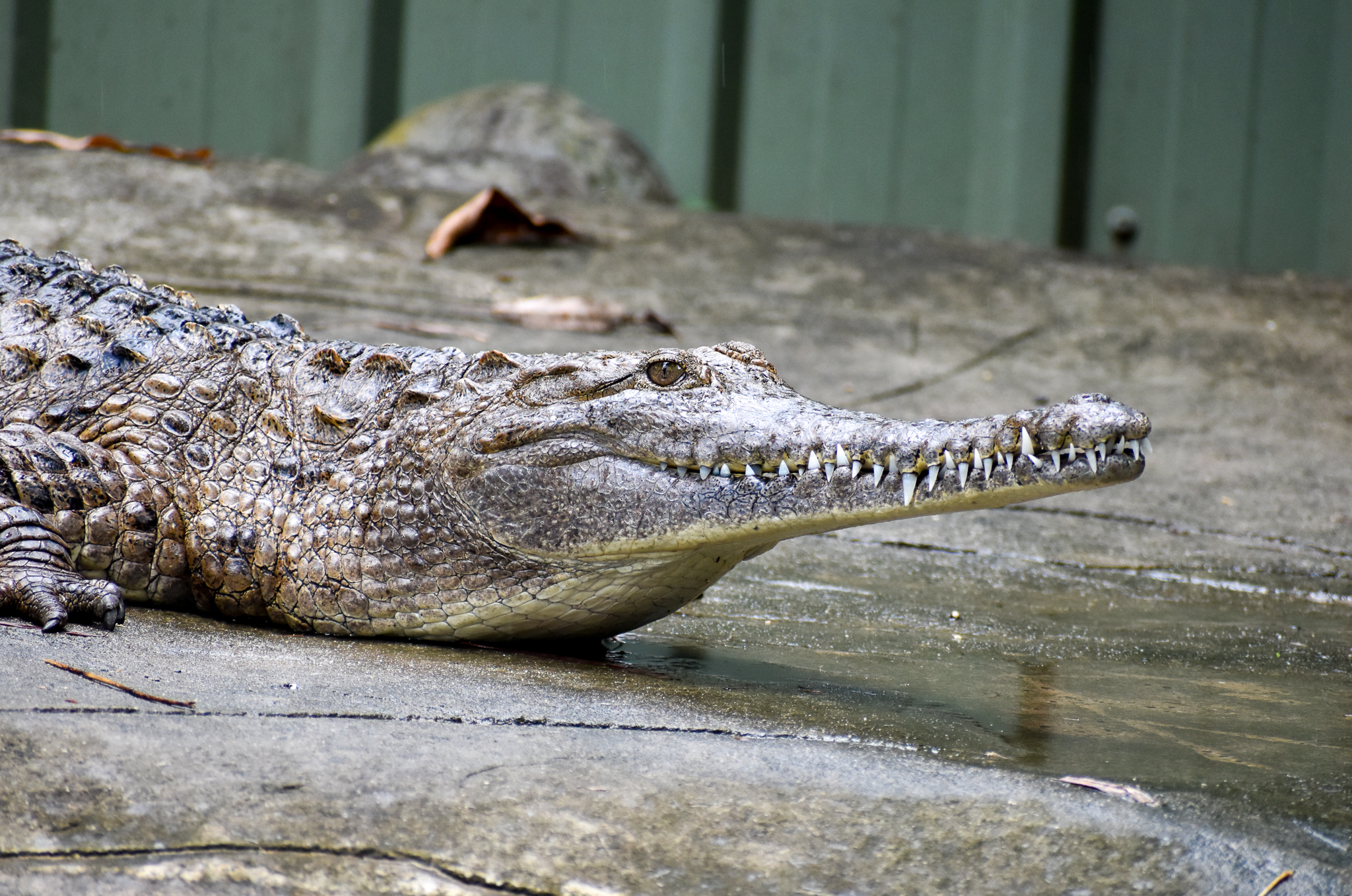 Freshwater Crocodile