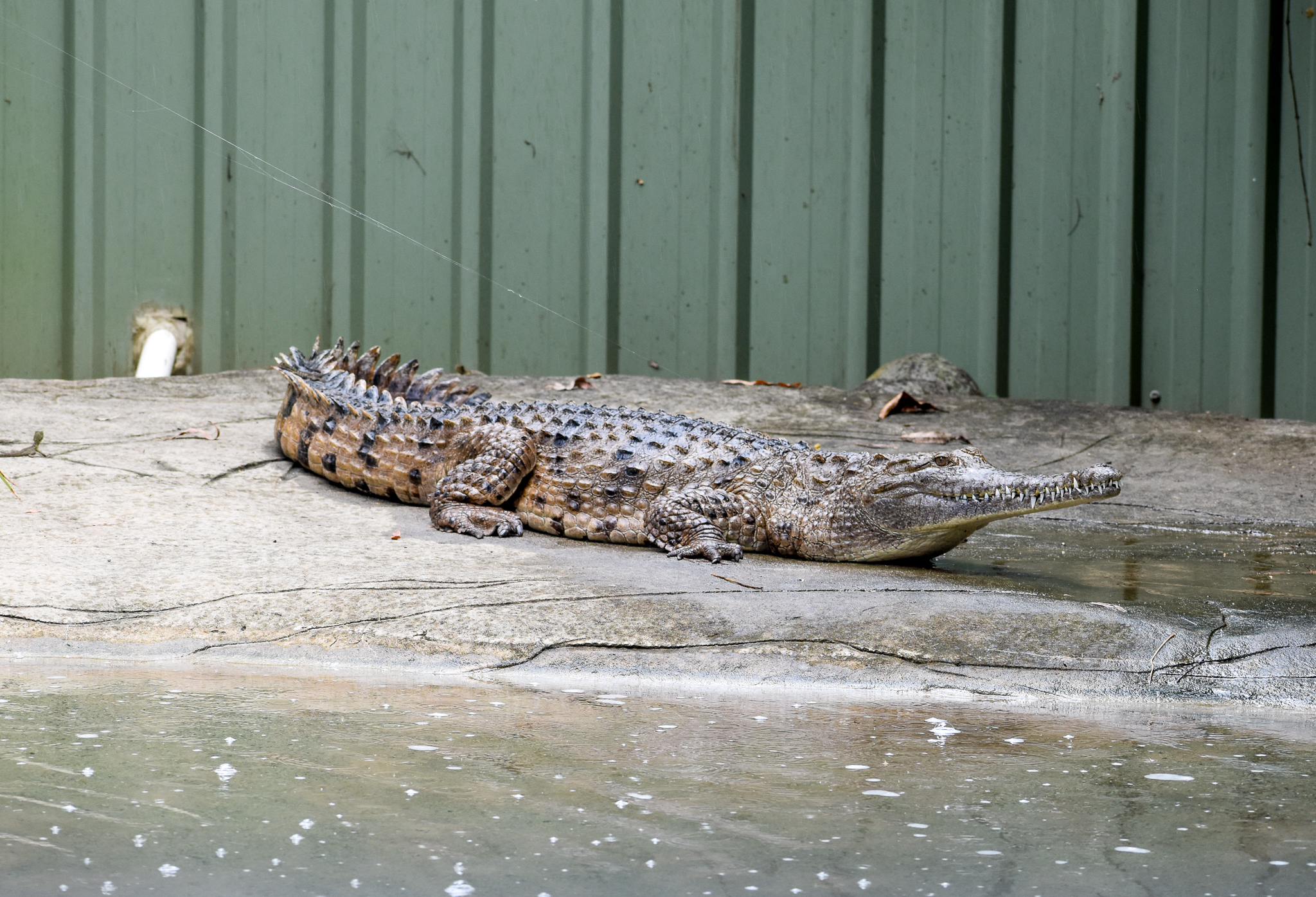 Freshwater Crocodile