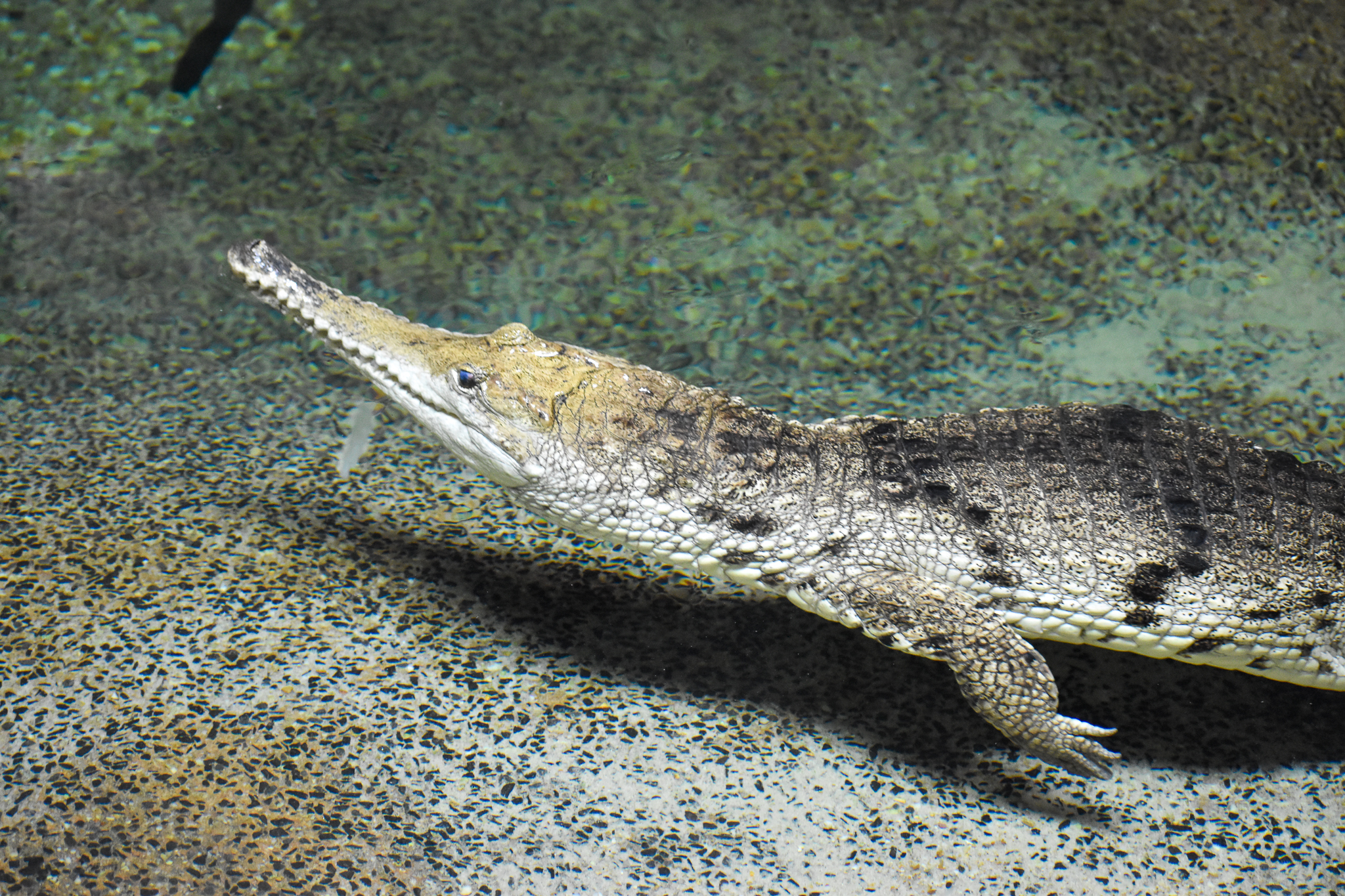 Freshwater Crocodile
