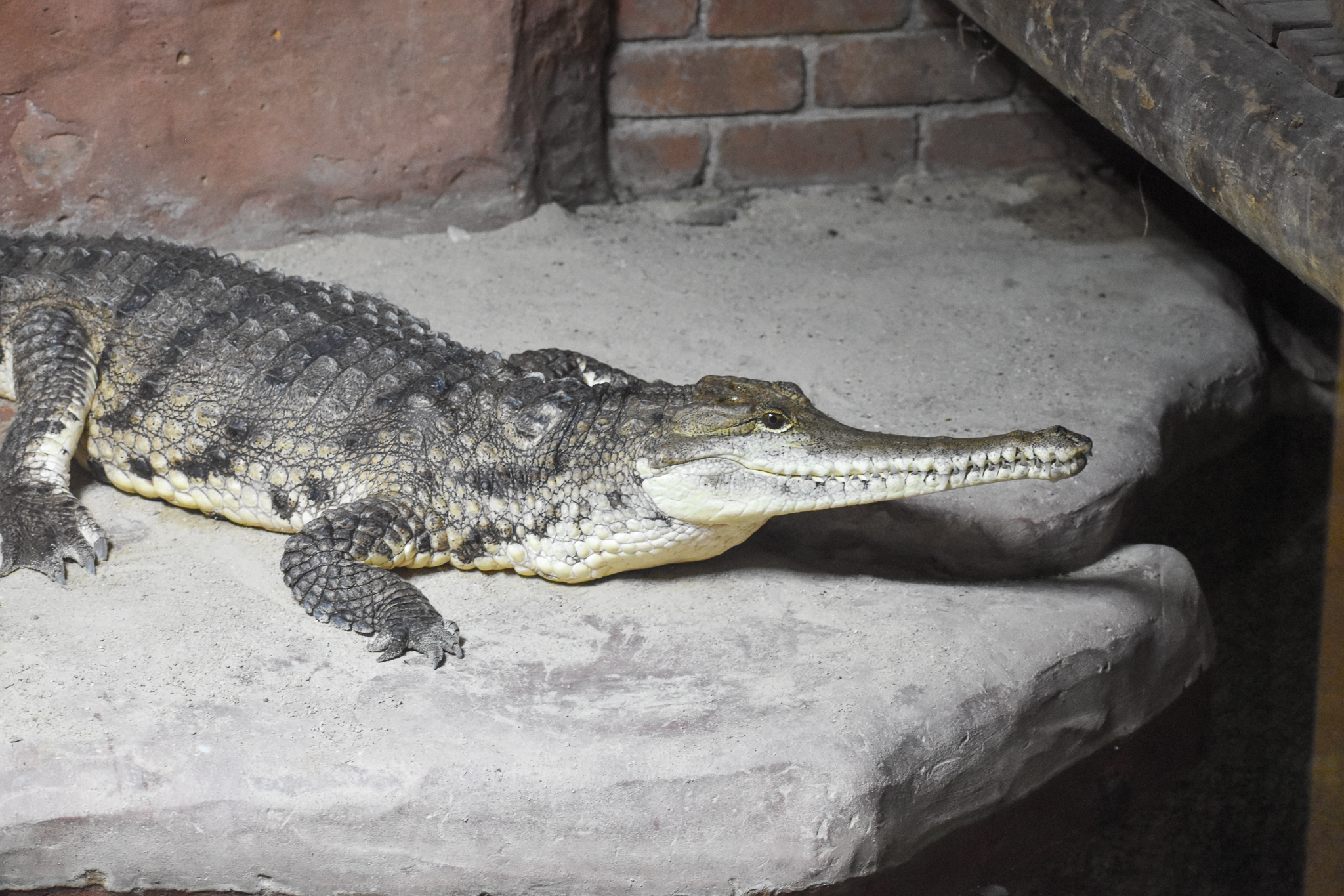 Freshwater Crocodile