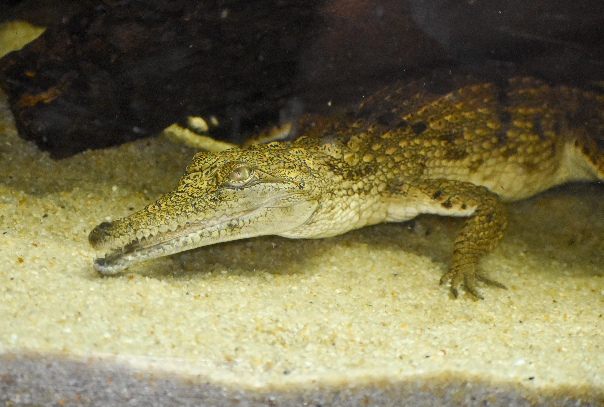 Freshwater Crocodile