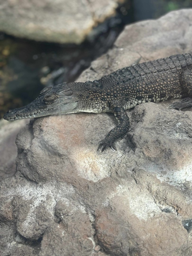 Freshwater Crocodile?