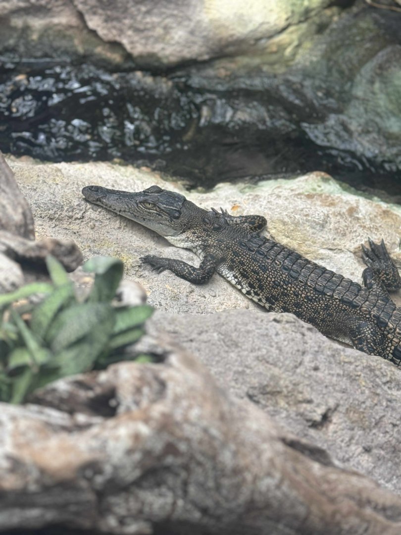 Freshwater Crocodile?