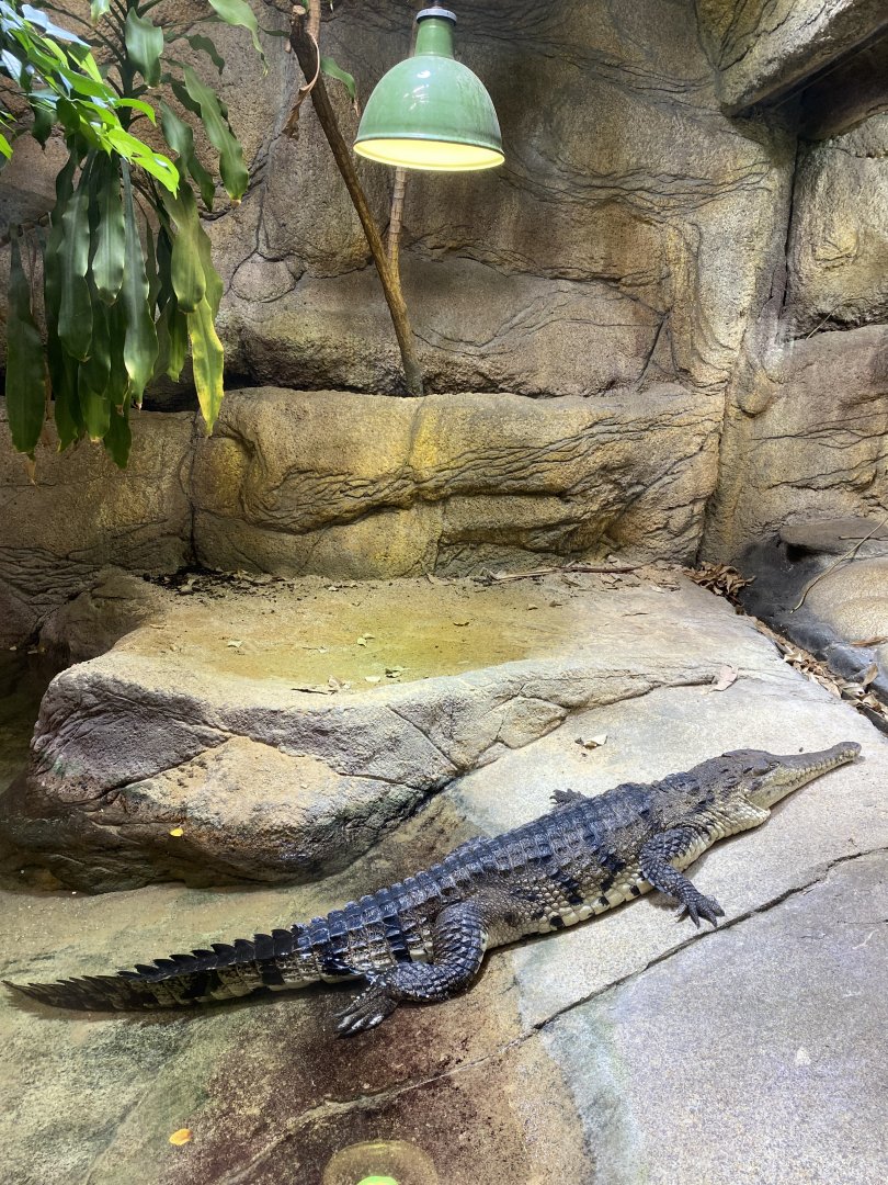 Freshwater Crocodile