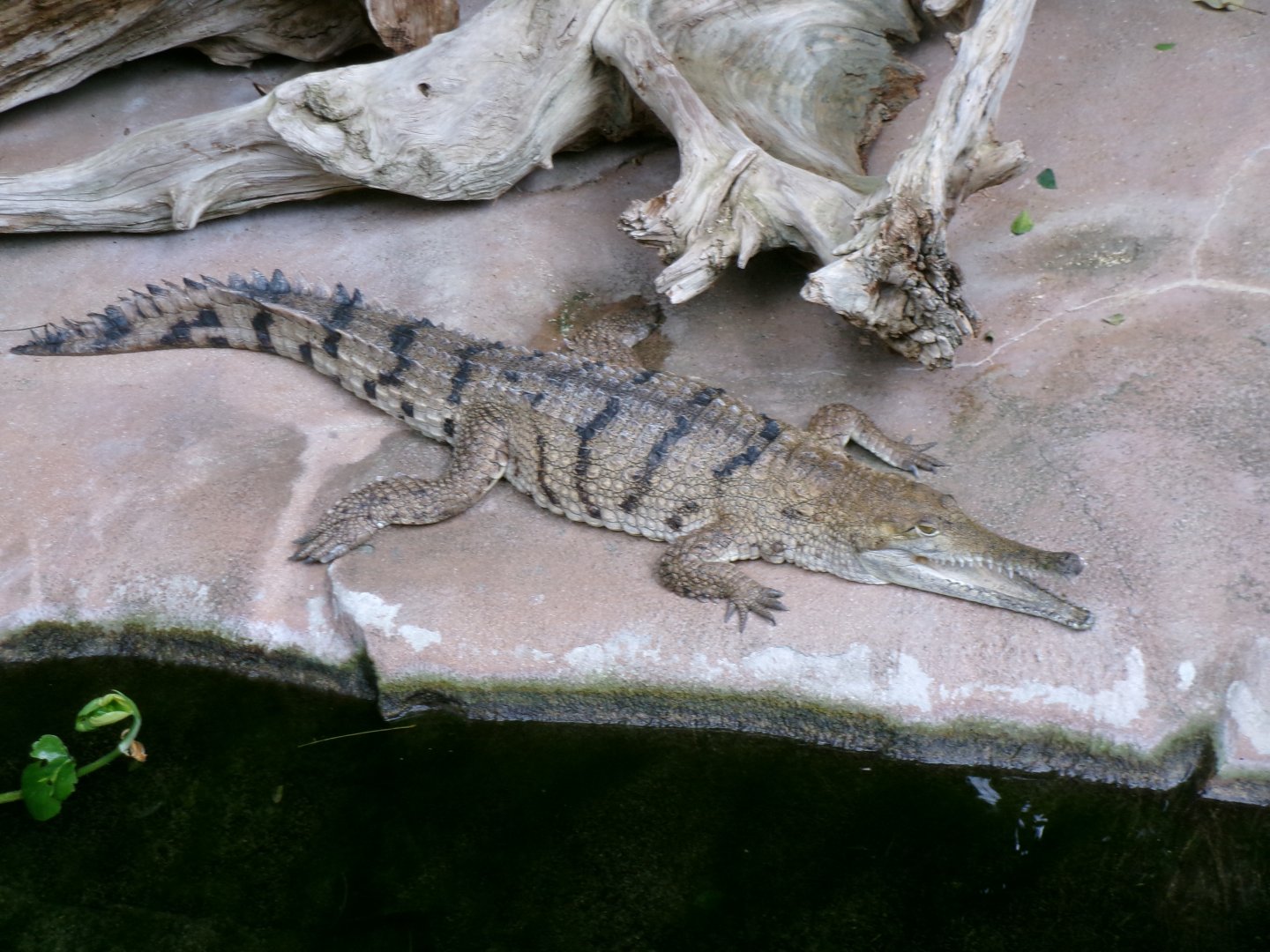 Freshwater crocodile