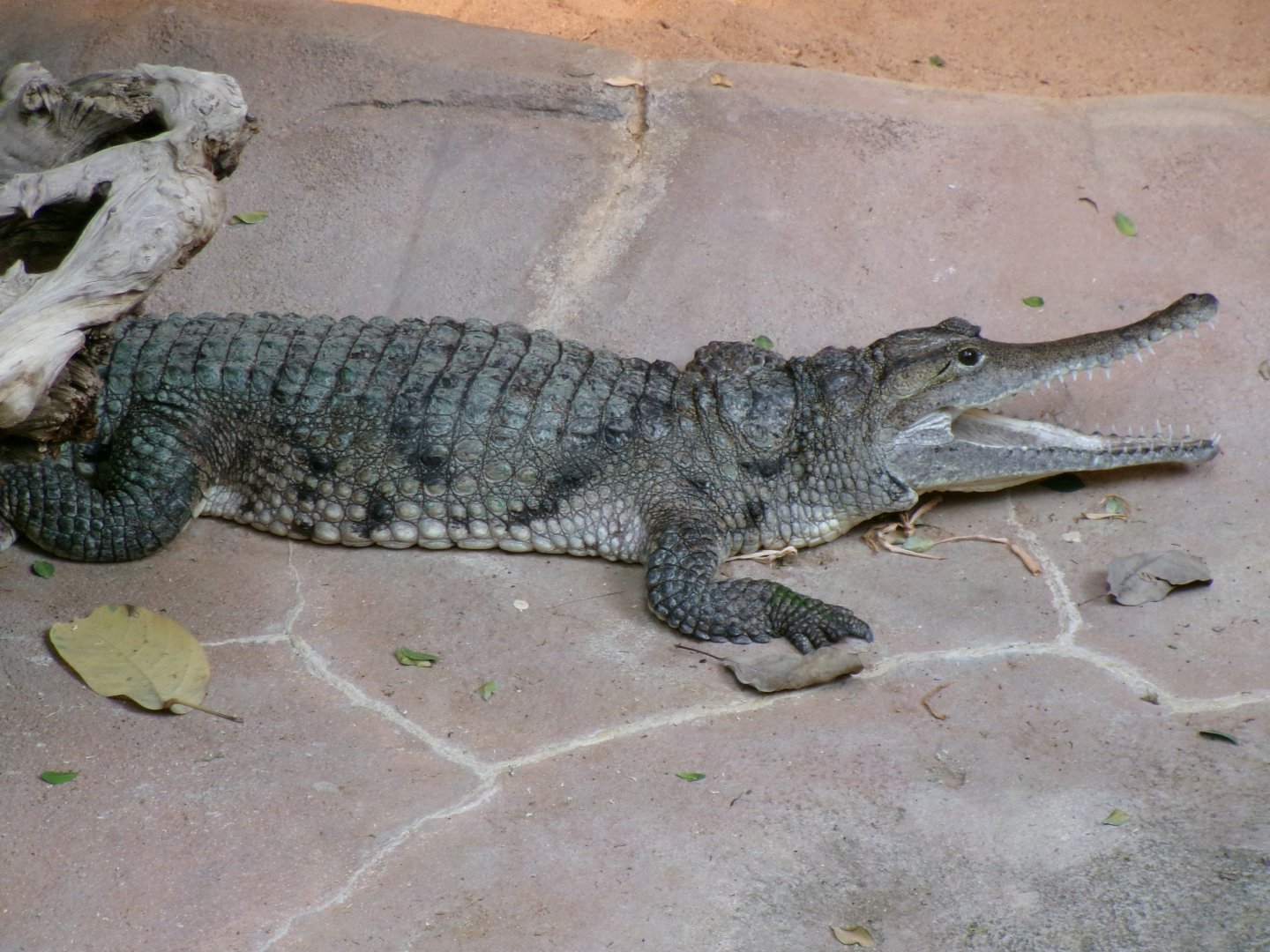 Freshwater crocodile