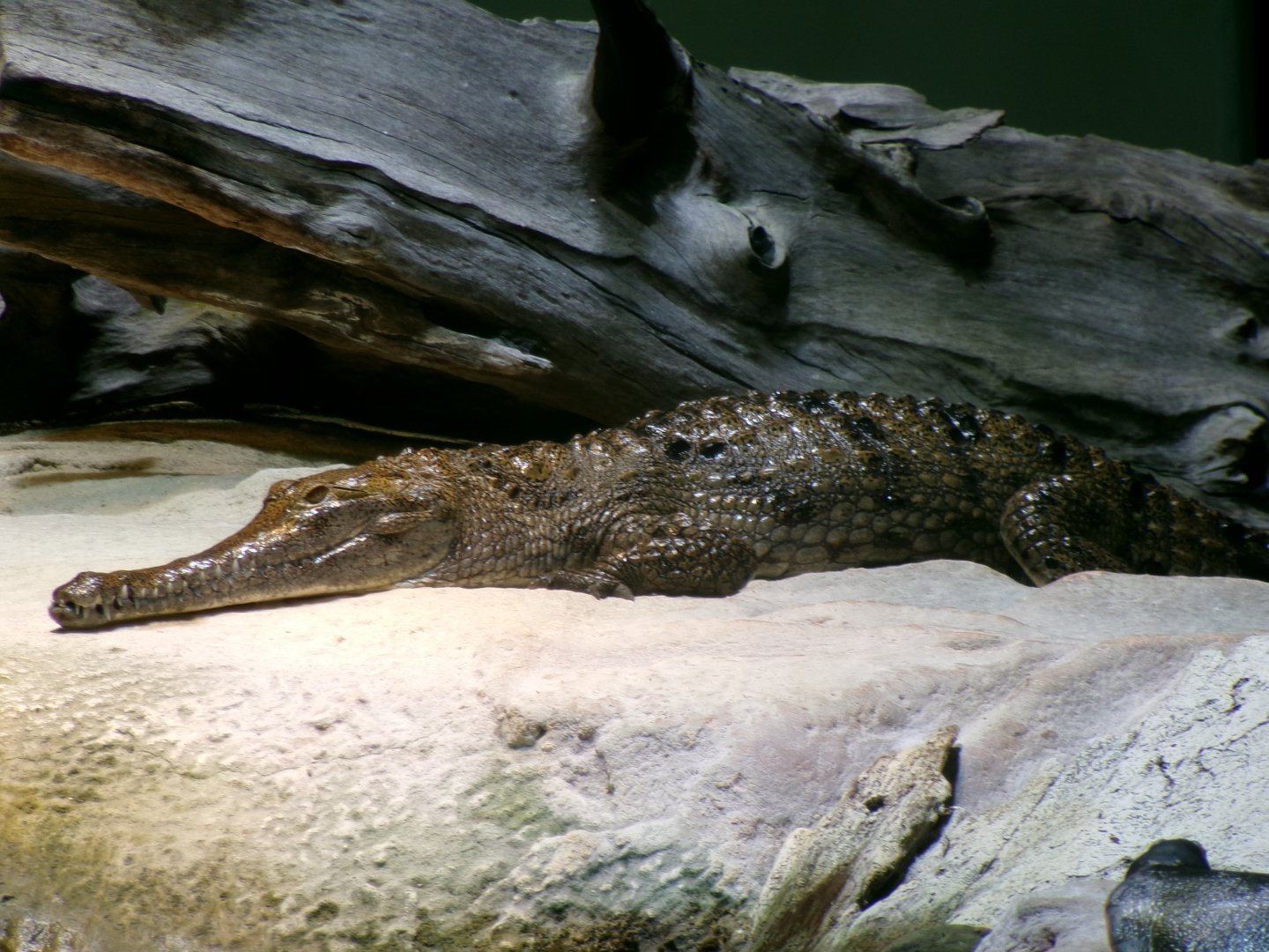 Freshwater crocodile
